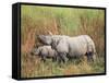 Indian One-Horned Rhinoceros (Rhino), Rhinoceros Unicornis, with Calf, Assam, India-Ann & Steve Toon-Framed Stretched Canvas