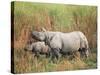 Indian One-Horned Rhinoceros (Rhino), Rhinoceros Unicornis, with Calf, Assam, India-Ann & Steve Toon-Stretched Canvas