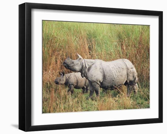 Indian One-Horned Rhinoceros (Rhino), Rhinoceros Unicornis, with Calf, Assam, India-Ann & Steve Toon-Framed Photographic Print