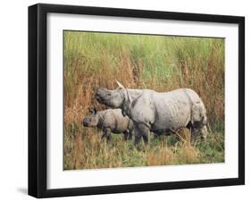 Indian One-Horned Rhinoceros (Rhino), Rhinoceros Unicornis, with Calf, Assam, India-Ann & Steve Toon-Framed Photographic Print