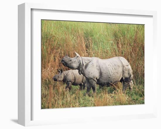 Indian One-Horned Rhinoceros (Rhino), Rhinoceros Unicornis, with Calf, Assam, India-Ann & Steve Toon-Framed Photographic Print