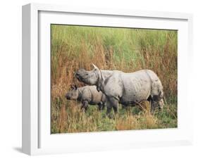 Indian One-Horned Rhinoceros (Rhino), Rhinoceros Unicornis, with Calf, Assam, India-Ann & Steve Toon-Framed Photographic Print