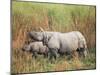Indian One-Horned Rhinoceros (Rhino), Rhinoceros Unicornis, with Calf, Assam, India-Ann & Steve Toon-Mounted Photographic Print
