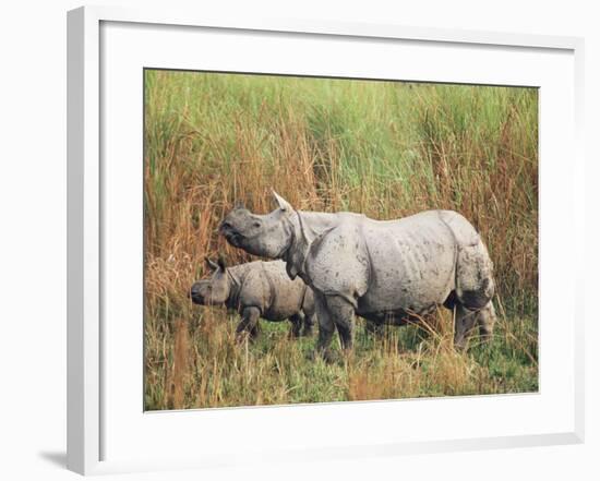 Indian One-Horned Rhinoceros (Rhino), Rhinoceros Unicornis, with Calf, Assam, India-Ann & Steve Toon-Framed Photographic Print