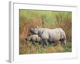 Indian One-Horned Rhinoceros (Rhino), Rhinoceros Unicornis, with Calf, Assam, India-Ann & Steve Toon-Framed Photographic Print