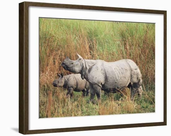 Indian One-Horned Rhinoceros (Rhino), Rhinoceros Unicornis, with Calf, Assam, India-Ann & Steve Toon-Framed Photographic Print