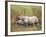 Indian One-Horned Rhinoceros (Rhino), Rhinoceros Unicornis, with Calf, Assam, India-Ann & Steve Toon-Framed Photographic Print