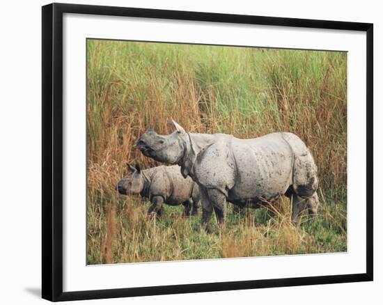 Indian One-Horned Rhinoceros (Rhino), Rhinoceros Unicornis, with Calf, Assam, India-Ann & Steve Toon-Framed Photographic Print