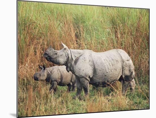 Indian One-Horned Rhinoceros (Rhino), Rhinoceros Unicornis, with Calf, Assam, India-Ann & Steve Toon-Mounted Photographic Print