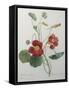 Indian or Capucine Monk's Cress-Pierre-Joseph Redoute-Framed Stretched Canvas