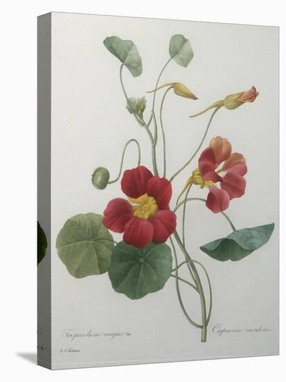 Indian or Capucine Monk's Cress-Pierre-Joseph Redoute-Stretched Canvas