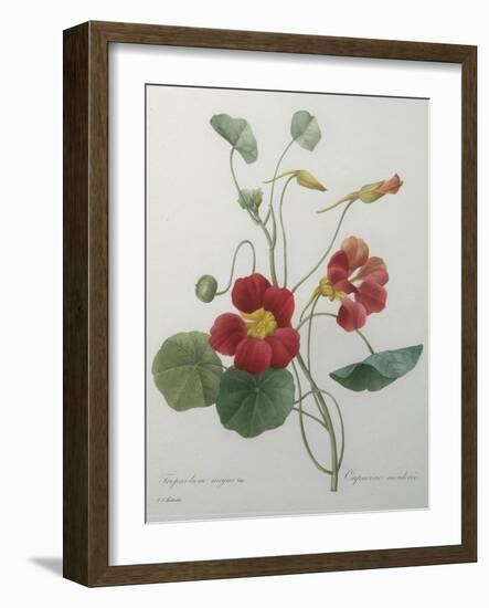 Indian or Capucine Monk's Cress-Pierre-Joseph Redoute-Framed Art Print