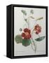 Indian or Capucine Monk's Cress-Pierre-Joseph Redoute-Framed Stretched Canvas