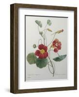 Indian or Capucine Monk's Cress-Pierre-Joseph Redoute-Framed Art Print