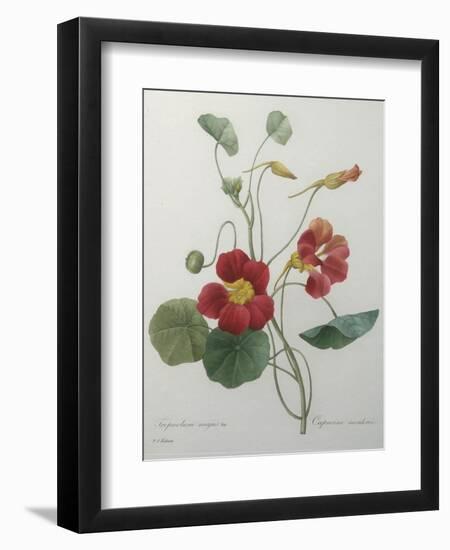 Indian or Capucine Monk's Cress-Pierre-Joseph Redoute-Framed Art Print