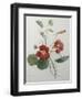 Indian or Capucine Monk's Cress-Pierre-Joseph Redoute-Framed Art Print