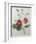 Indian or Capucine Monk's Cress-Pierre-Joseph Redoute-Framed Art Print