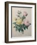 Indian or Rose of Bengal-Pierre-Joseph Redoute-Framed Art Print