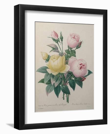 Indian or Rose of Bengal-Pierre-Joseph Redoute-Framed Art Print