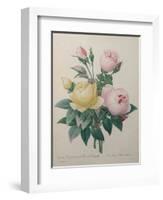 Indian or Rose of Bengal-Pierre-Joseph Redoute-Framed Art Print