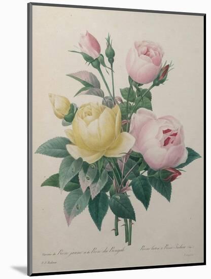 Indian or Rose of Bengal-Pierre-Joseph Redoute-Mounted Art Print