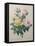 Indian or Rose of Bengal-Pierre-Joseph Redoute-Framed Stretched Canvas