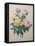 Indian or Rose of Bengal-Pierre-Joseph Redoute-Framed Stretched Canvas