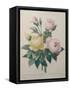 Indian or Rose of Bengal-Pierre-Joseph Redoute-Framed Stretched Canvas