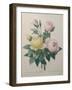 Indian or Rose of Bengal-Pierre-Joseph Redoute-Framed Art Print