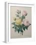 Indian or Rose of Bengal-Pierre-Joseph Redoute-Framed Art Print