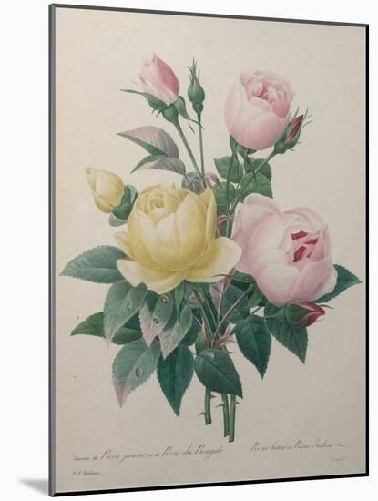 Indian or Rose of Bengal-Pierre-Joseph Redoute-Mounted Art Print