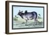 Indian Ox-John Stewart-Framed Art Print