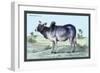 Indian Ox-John Stewart-Framed Art Print