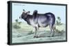 Indian Ox-John Stewart-Stretched Canvas