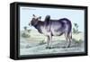 Indian Ox-John Stewart-Framed Stretched Canvas