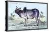 Indian Ox-John Stewart-Stretched Canvas