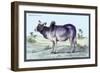 Indian Ox-John Stewart-Framed Art Print