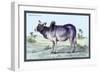 Indian Ox-John Stewart-Framed Art Print