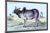 Indian Ox-John Stewart-Mounted Art Print