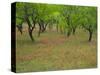 Indian Paint Brush and Young Trees, Devine Area, Texas, USA-Darrell Gulin-Stretched Canvas