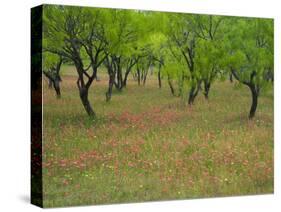 Indian Paint Brush and Young Trees, Devine Area, Texas, USA-Darrell Gulin-Stretched Canvas