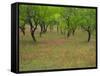 Indian Paint Brush and Young Trees, Devine Area, Texas, USA-Darrell Gulin-Framed Stretched Canvas