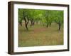 Indian Paint Brush and Young Trees, Devine Area, Texas, USA-Darrell Gulin-Framed Premium Photographic Print