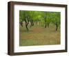 Indian Paint Brush and Young Trees, Devine Area, Texas, USA-Darrell Gulin-Framed Photographic Print