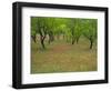 Indian Paint Brush and Young Trees, Devine Area, Texas, USA-Darrell Gulin-Framed Photographic Print