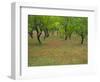 Indian Paint Brush and Young Trees, Devine Area, Texas, USA-Darrell Gulin-Framed Photographic Print