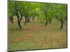 Indian Paint Brush and Young Trees, Devine Area, Texas, USA-Darrell Gulin-Mounted Photographic Print