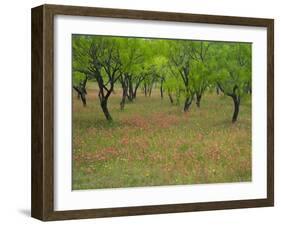 Indian Paint Brush and Young Trees, Devine Area, Texas, USA-Darrell Gulin-Framed Photographic Print