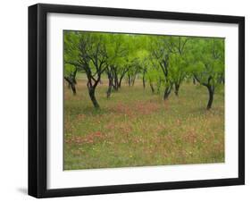 Indian Paint Brush and Young Trees, Devine Area, Texas, USA-Darrell Gulin-Framed Photographic Print