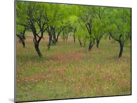 Indian Paint Brush and Young Trees, Devine Area, Texas, USA-Darrell Gulin-Mounted Photographic Print